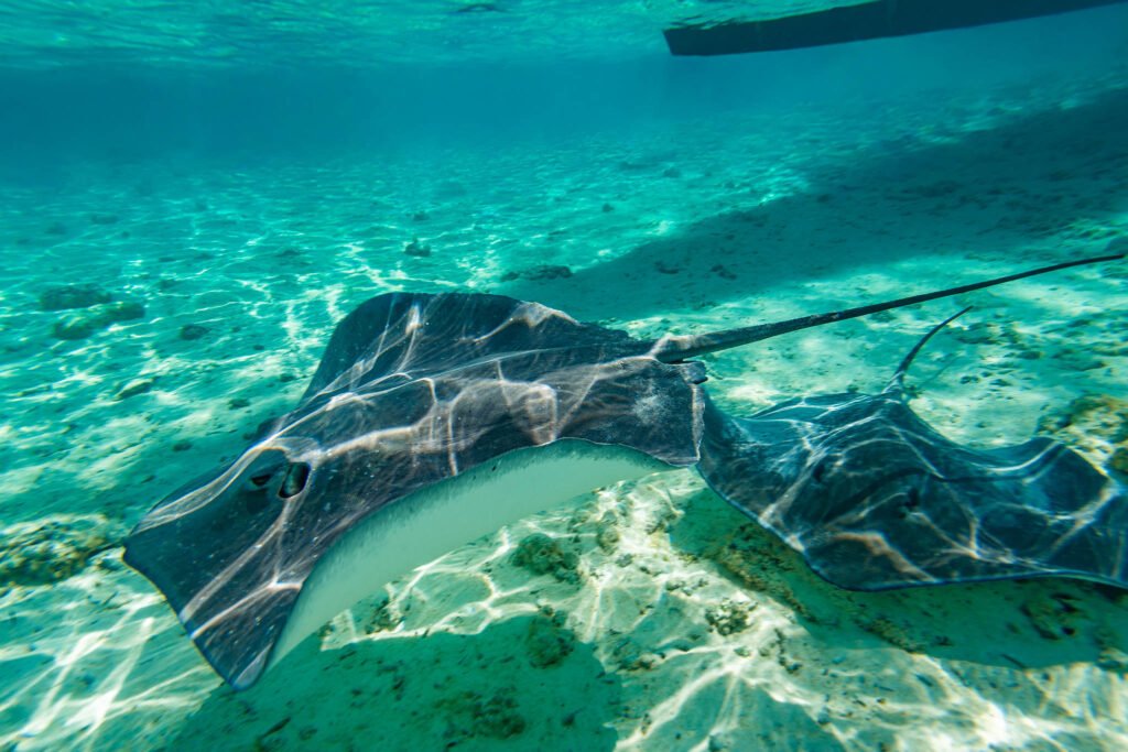 Sting rays in French Polynesia