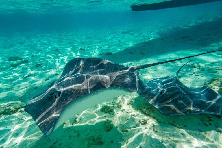 Sting rays in French Polynesia