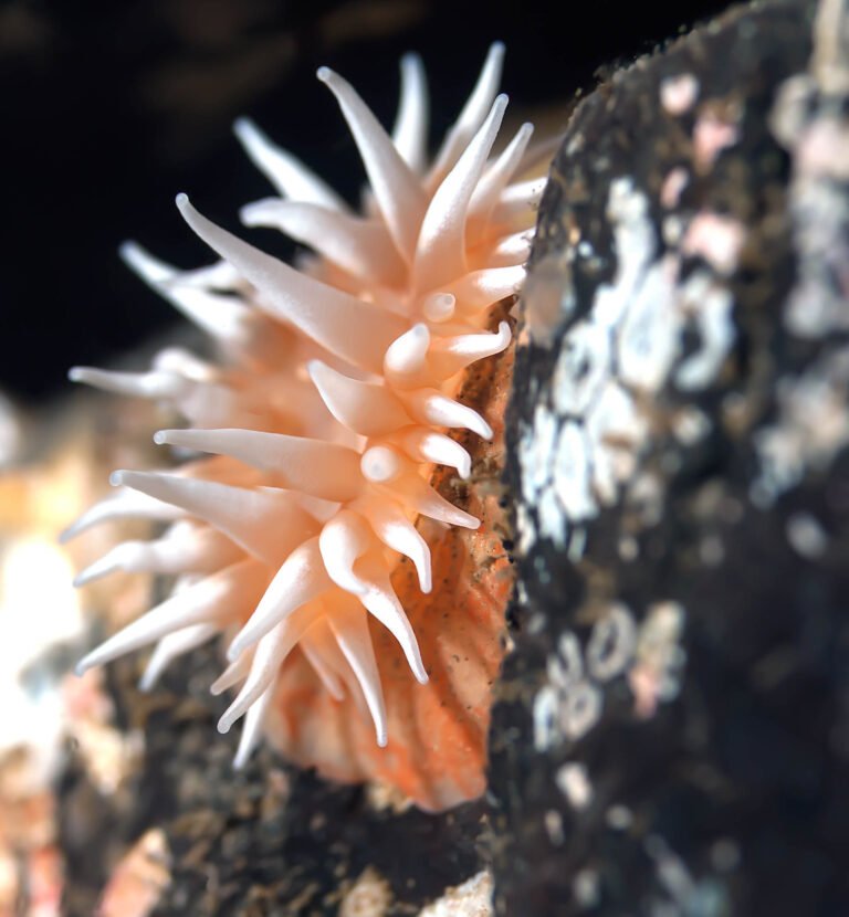Fish eating anemone, taken at Mukilteo, Washington, USA.