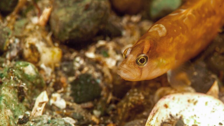 Gunnel, taken at Mukilteo Washington USA.