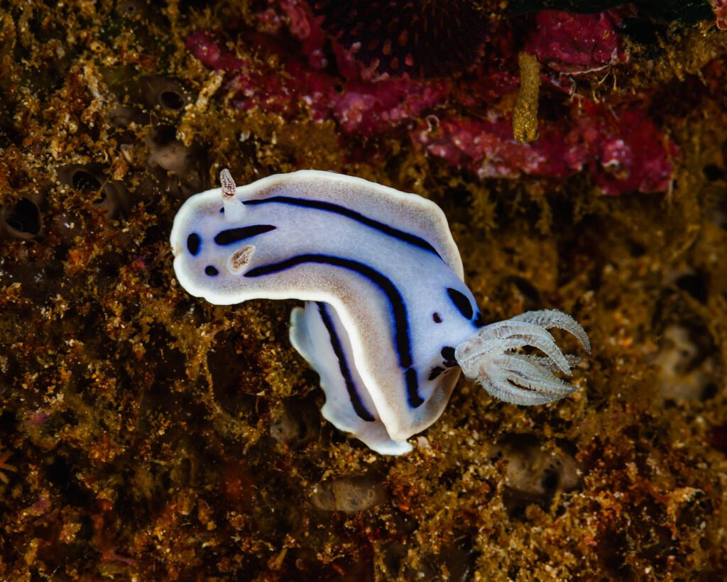 Willan's Chromodoris Nudibranch, taken at Mukilteo, Washington, USA.