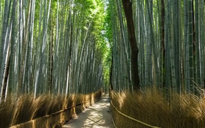 Arashiyama Bamboo Forest, Kyoto, Japan