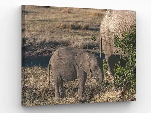 Canvas print example of baby elephant