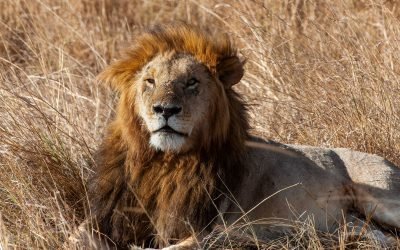 Lion in Masai Mara, Kenya, Africa.