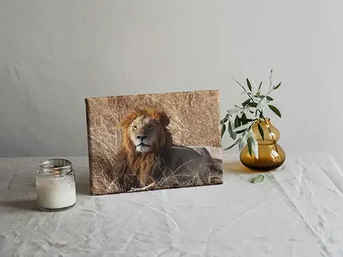 Lion in Africa - canvas example