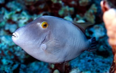 Parrot Fish